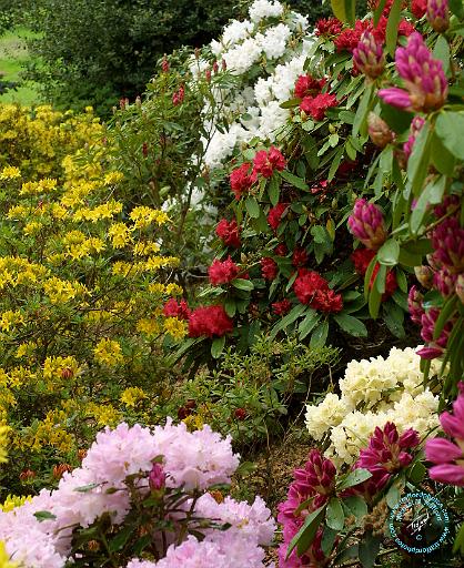 Rhododendron 9R045D-09.JPG